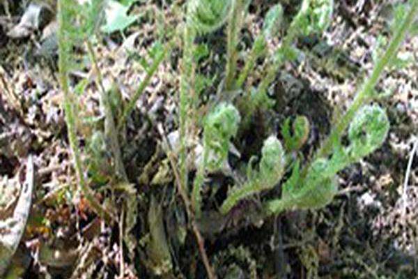 Dryopteris × complexa Dryopteris × complexa