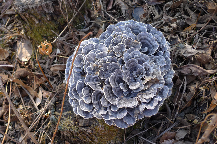 血紅擬雲芝