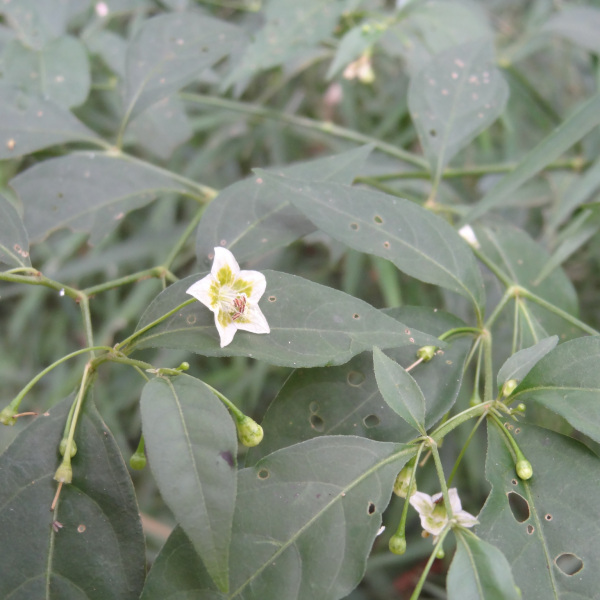 Capsicum flexuosum