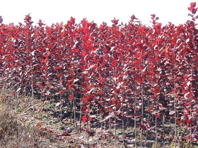 紅葉稠李 紅葉稠李