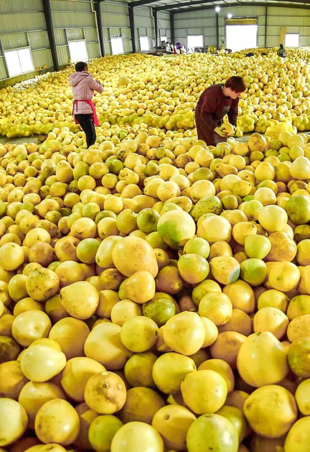 如何滿足14億人的水果需求？