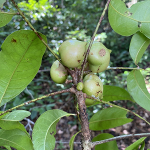 Protium breviacuminatum
