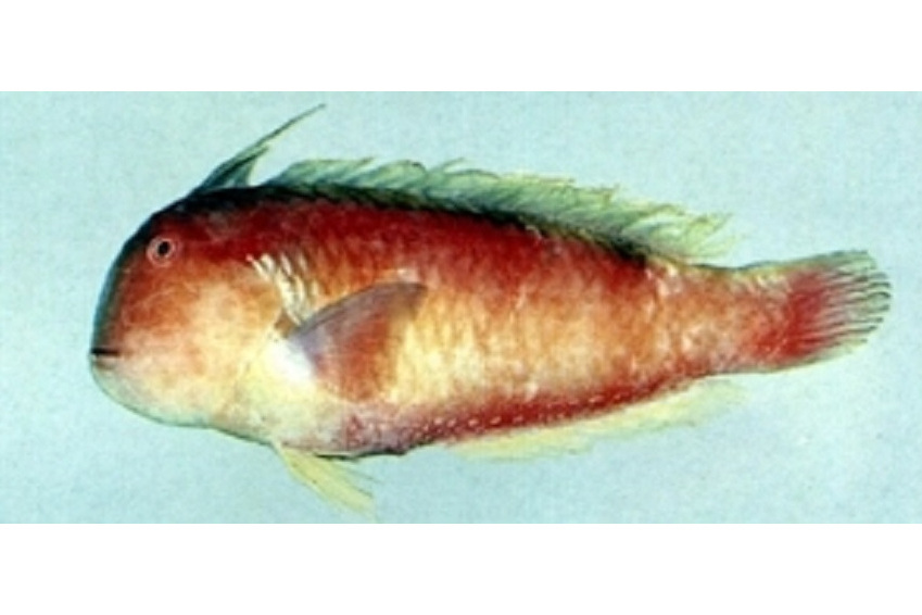 紅連鰭唇魚 紅連鰭唇魚