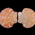 瑪卡莎海扇蛤