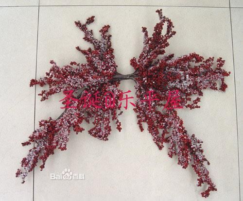 紅果松 紅果松