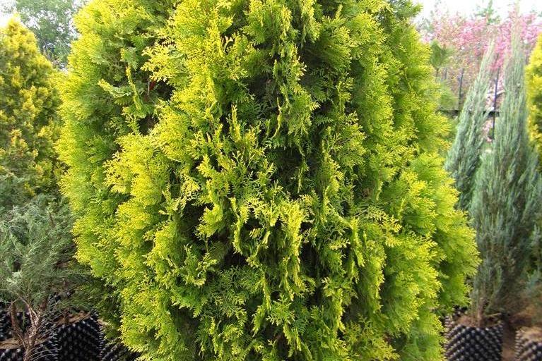京灑柏10號 京灑柏10號