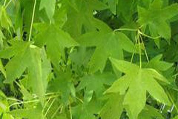 Liquidambar orientalis Liquidambar orientalis