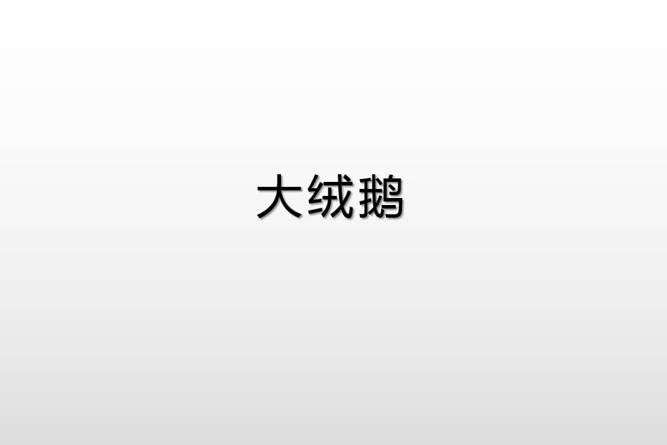 大絨鵝 大絨鵝