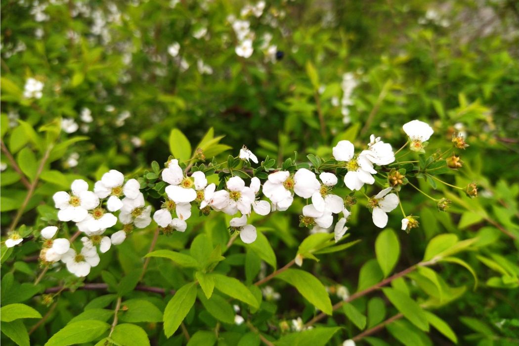 台灣笑靨花 台灣笑靨花