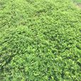杜克拉草 杜克拉草