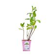 Mint(唇形科植物)