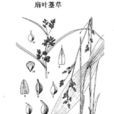 扇葉薹草 扇葉薹草