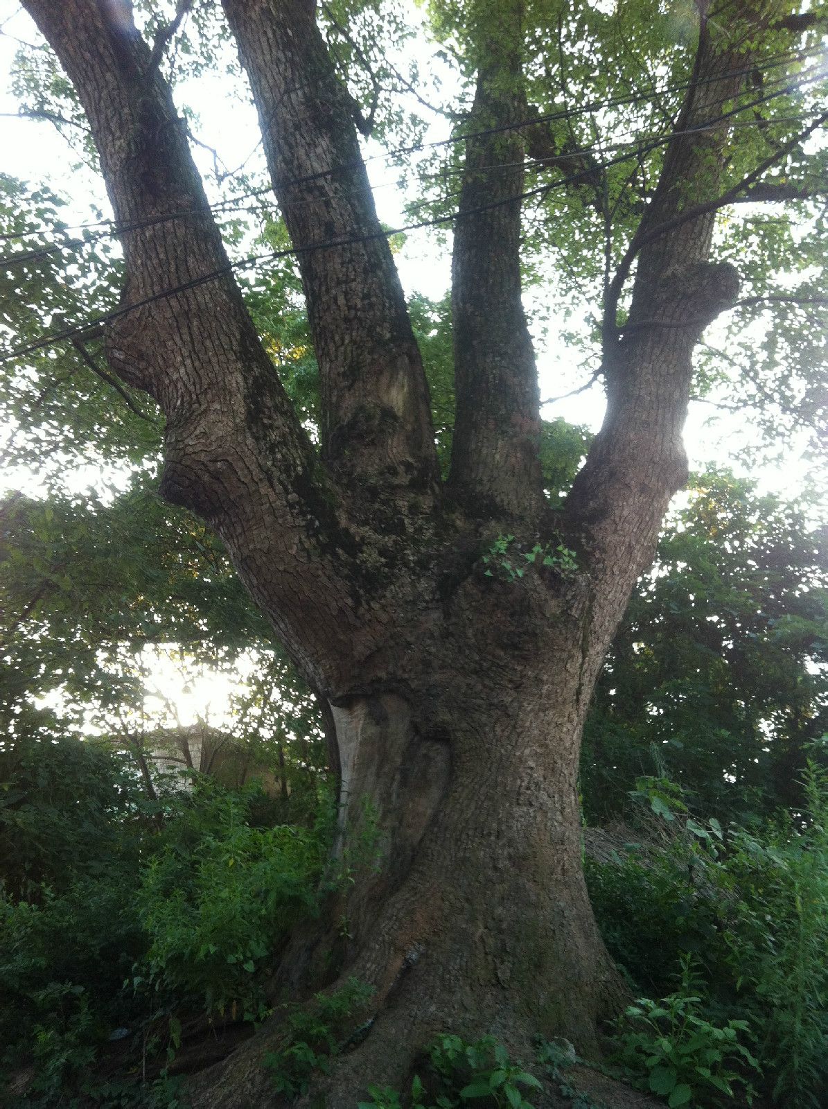 500年樹齡的樟樹