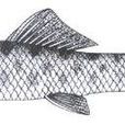 四鰓孔魚 四鰓孔魚