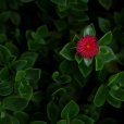 心葉日中花(Mesembryanthemum cordifolium) 心葉日中花(Mesembryanthemum cordifolium)