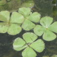 𬞟(𬞟科𬞟屬植物) 𬞟(𬞟科𬞟屬植物)