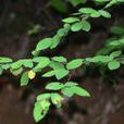 唐棣(薔薇科唐棣屬植物) 唐棣(薔薇科唐棣屬植物)