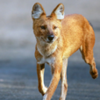亞洲豺犬 亞洲豺犬