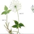 尖瓣小芹 尖瓣小芹