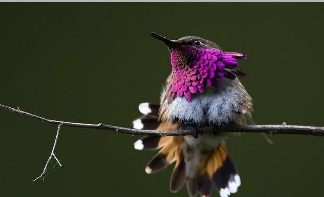 紫喉輝尾蜂鳥