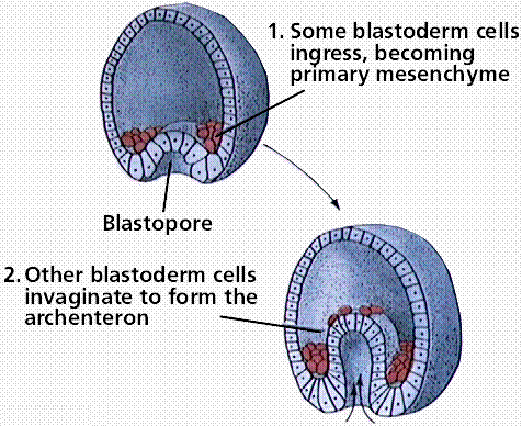 三胚層動物