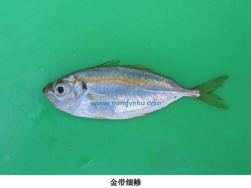 金帶細鰺 金帶細鰺