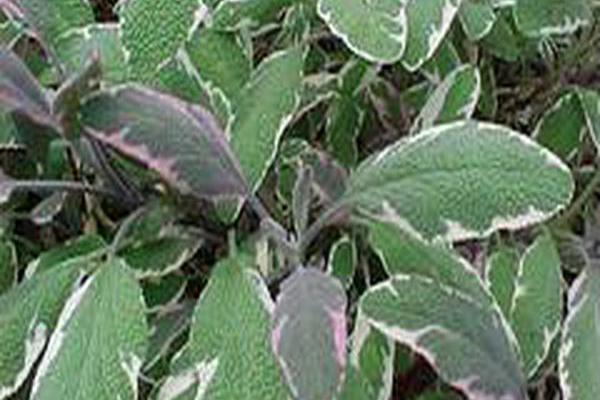 Salvia officinalis \x27Tricolor\x27 Salvia officinalis \x27Tricolor\x27