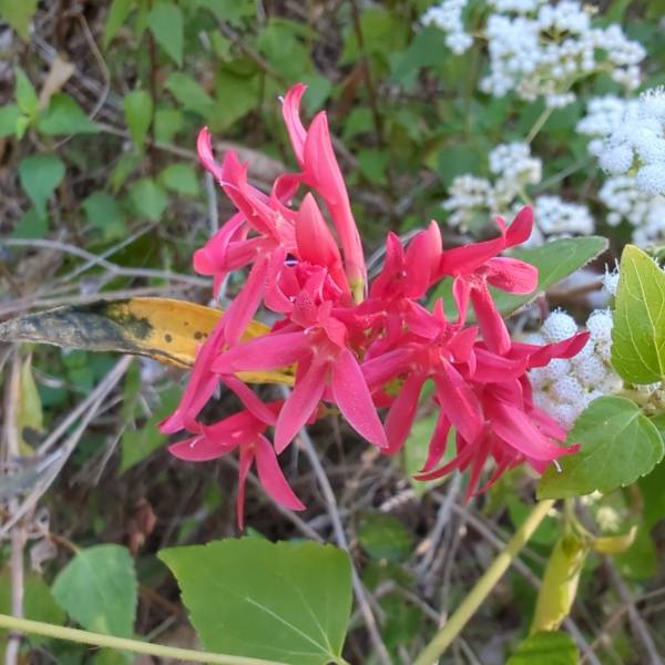 Odontonema glaberrimum