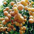 黃皮(Clausena lansium) 黃皮(Clausena lansium)
