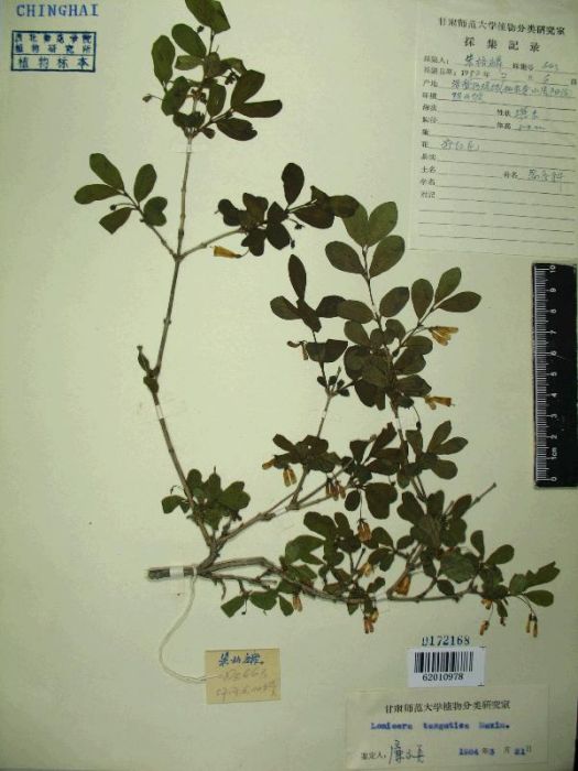 沼生忍冬 沼生忍冬