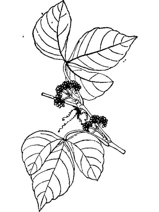 菱葉崖爬藤 菱葉崖爬藤