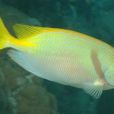 大瓮籃子魚(兩間狐狸) 大瓮籃子魚(兩間狐狸)