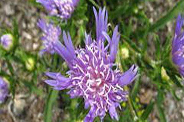 Stokesia laevis \x27Purple Pixie\x27 Stokesia laevis \x27Purple Pixie\x27