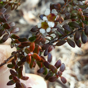 Ochrosperma oligomerum
