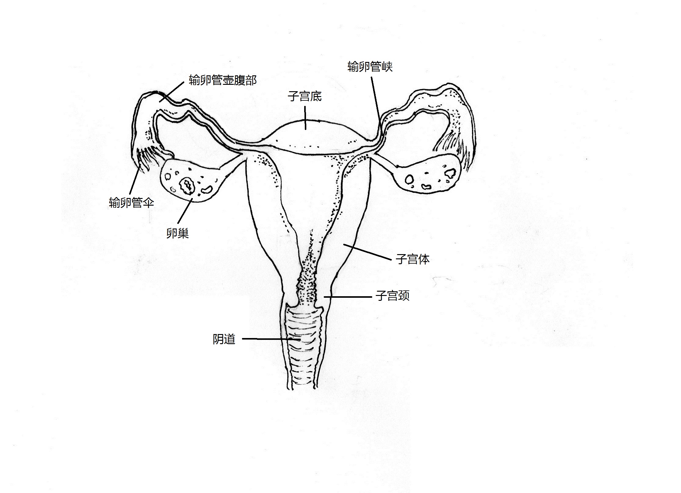 子宫,生殖器官,女性生殖器官,医疗图片素材_高清图片素材