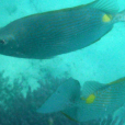 暗體籃子魚 暗體籃子魚