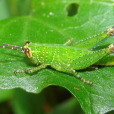 直翅目(Orthoptera)