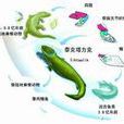 泰克塔力克 泰克塔力克