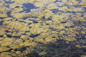 黃藻造成污染