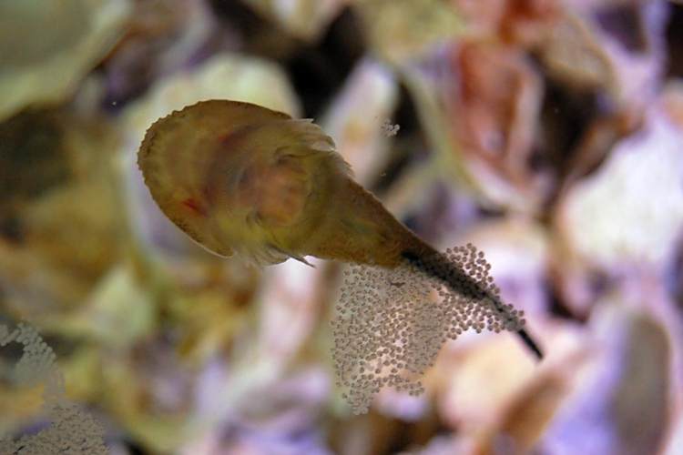 喉盤魚科 喉盤魚科