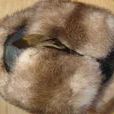 猾子皮 猾子皮