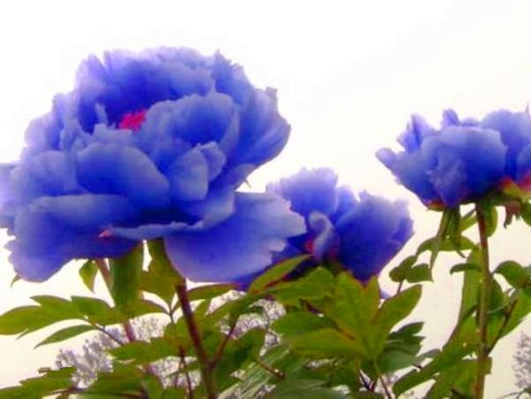 趙家花園(菏澤古代的牡丹園) 趙家花園(菏澤古代的牡丹園)