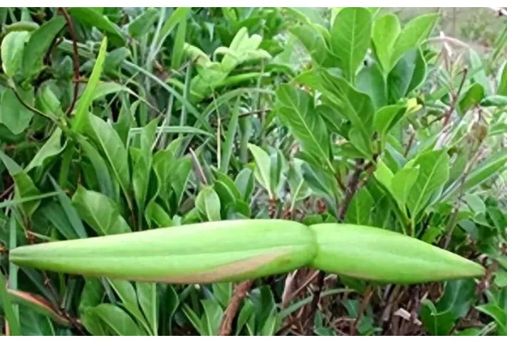 羊角藤(茜草科巴戟天屬植物) 羊角藤(茜草科巴戟天屬植物)