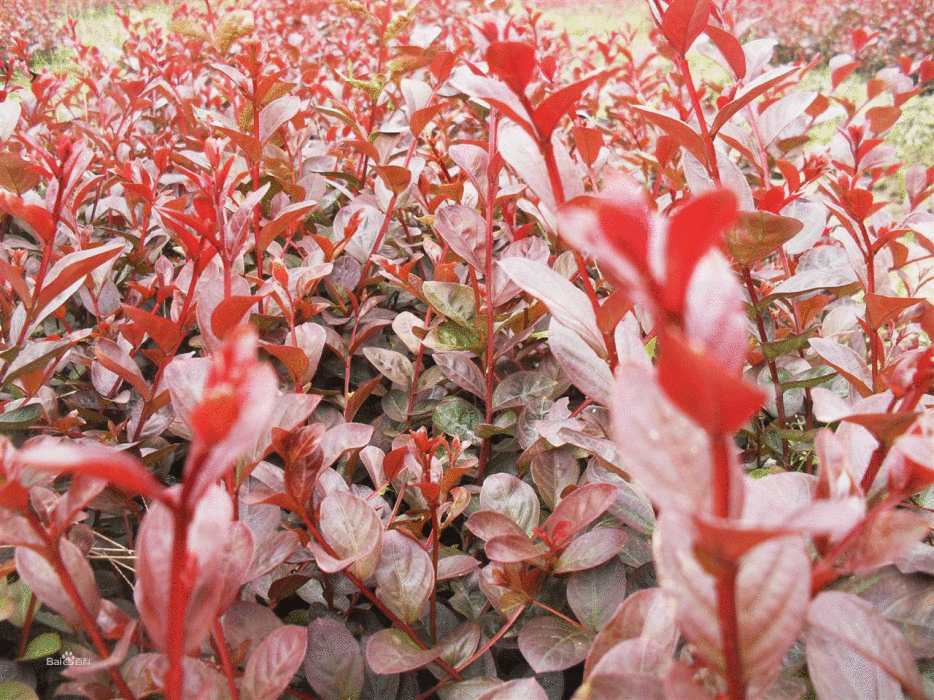 紅喬薇(紫薇科植物) 紅喬薇(紫薇科植物)