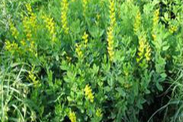 Baptisia sphaerocarpa \x27Screamin\x27 Yellow\x27 Baptisia sphaerocarpa \x27Screamin\x27 Yellow\x27