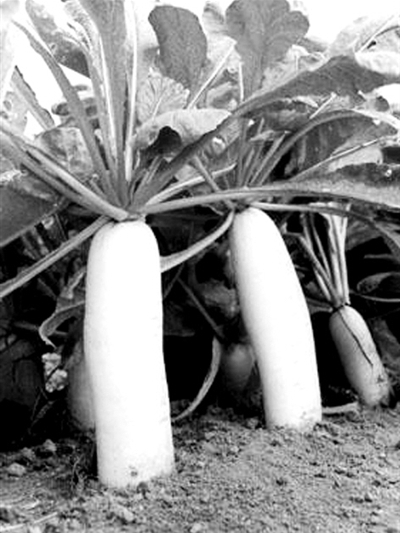 雪單1號 雪單1號