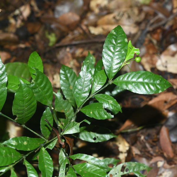 Faramea quadricostata