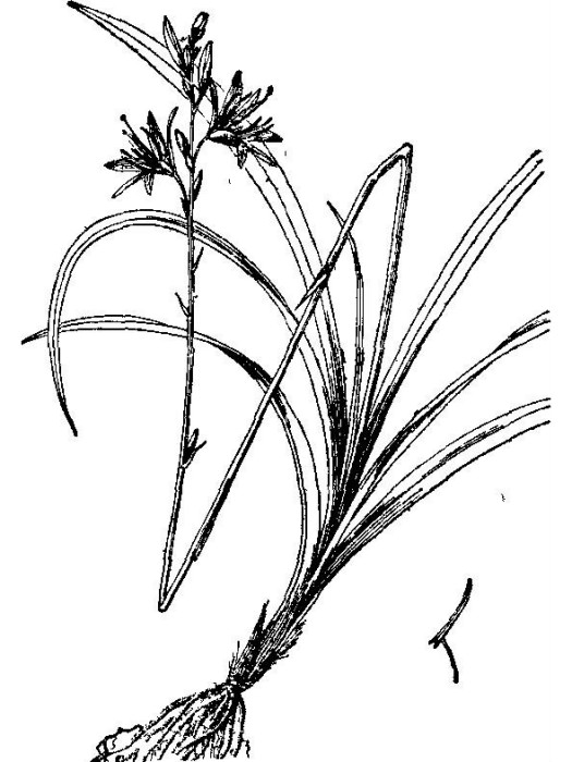 小鷺鷥草 小鷺鷥草