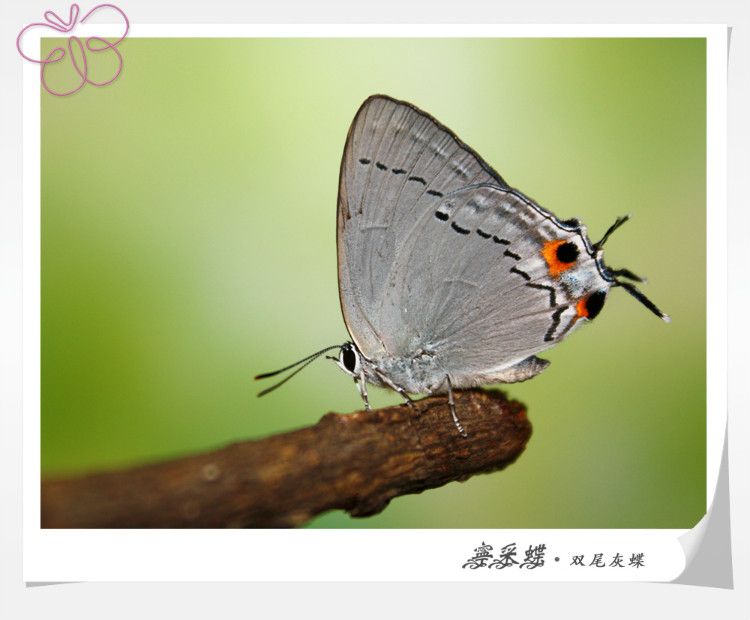 寶石雙尾蝶
