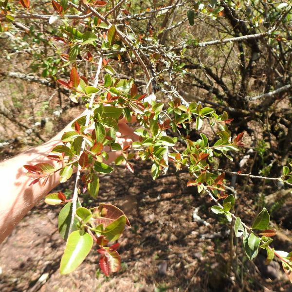 Schinus myrtifolia